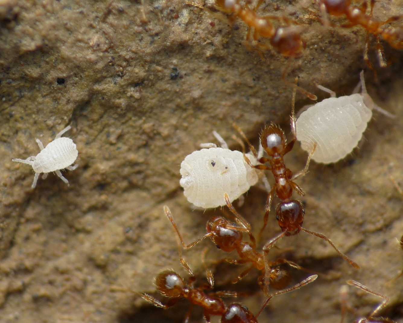 Aphididae ospiti delle formiche Pheidole pallidula: Geoica cfr pellucida